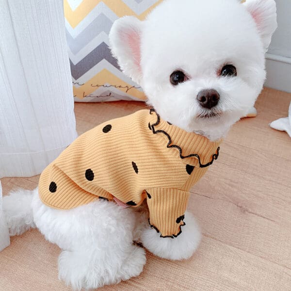 White dog wearing a polka dot sweater.