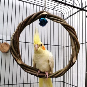 Cockatiel perched on a woven ring toy.