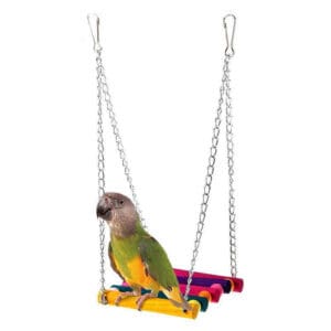 Parakeet on a colorful swing toy.