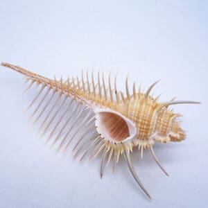 Spiky seashell with long, sharp points.