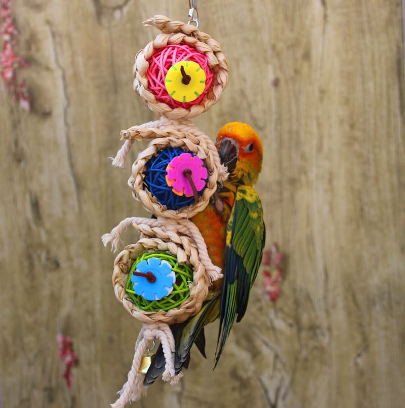 Parakeet playing on colorful bird toy.