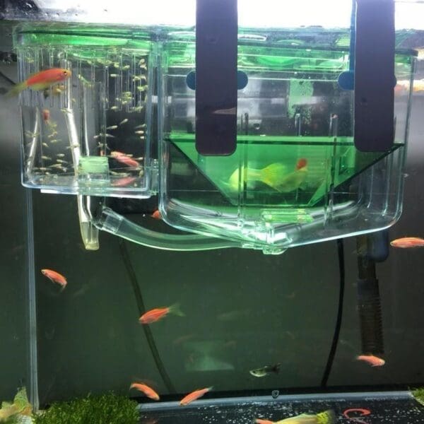 Fish tank with breeding box and fish.