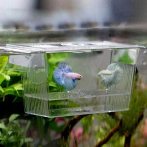 Two Siamese fighting fish in a tank.