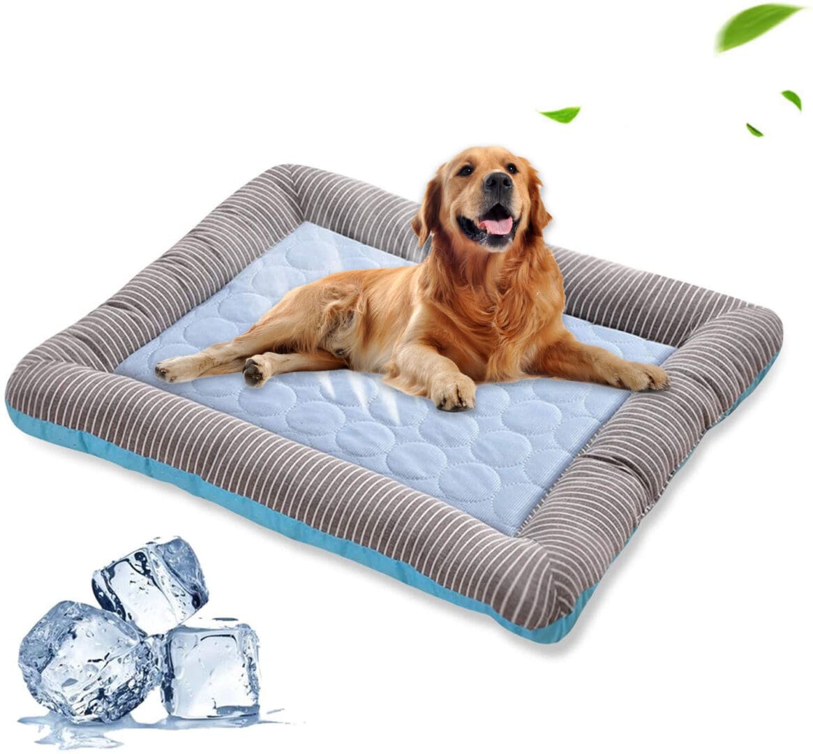 Cooling dog bed with a golden retriever.