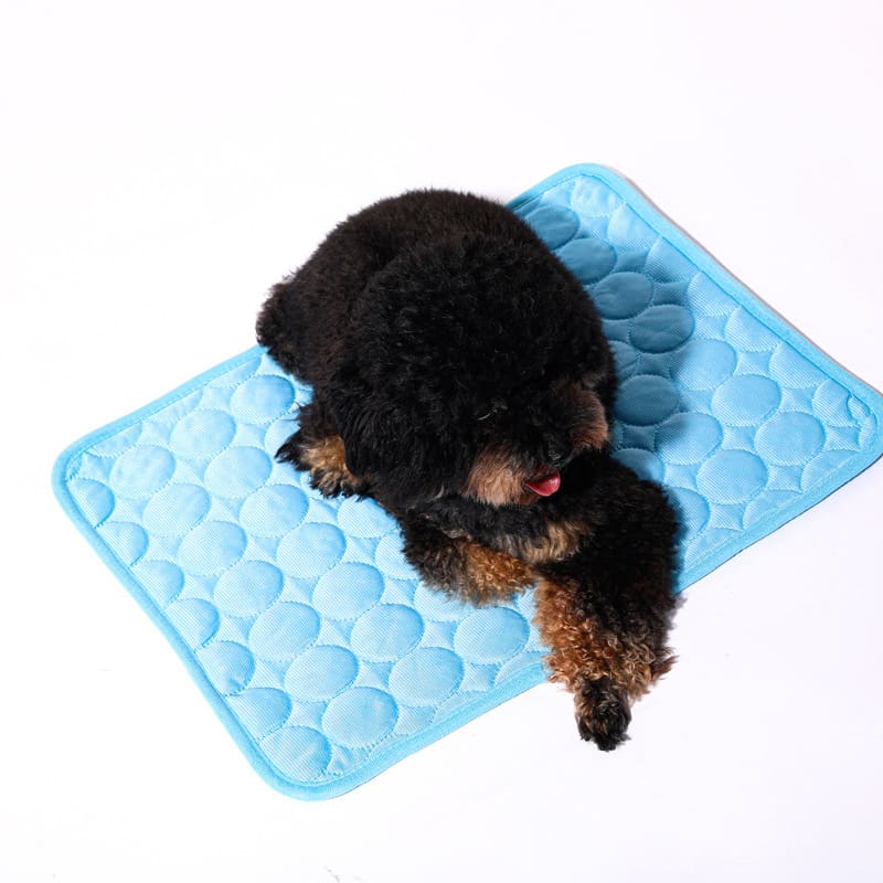 Black dog on blue cooling mat.