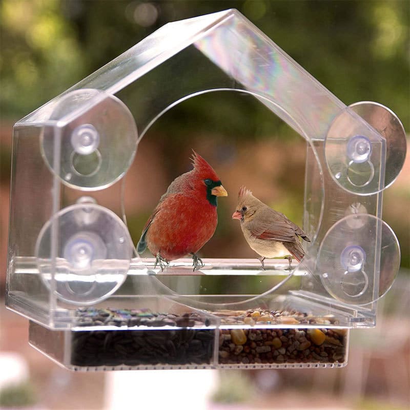 Clear bird feeder with cardinal and sparrow.