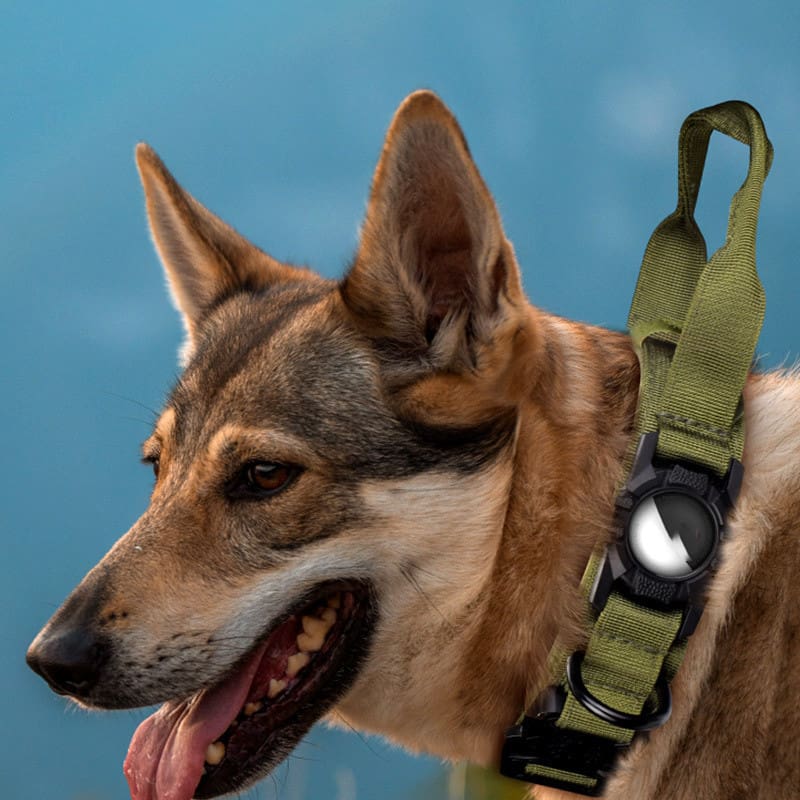 Dog wearing a green nylon collar.